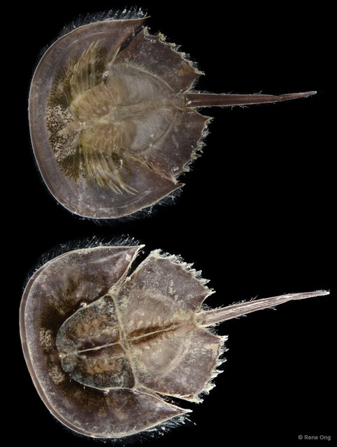 Limulidae sp. "987f3c31" • © Rene Ong • All Rights Reserved