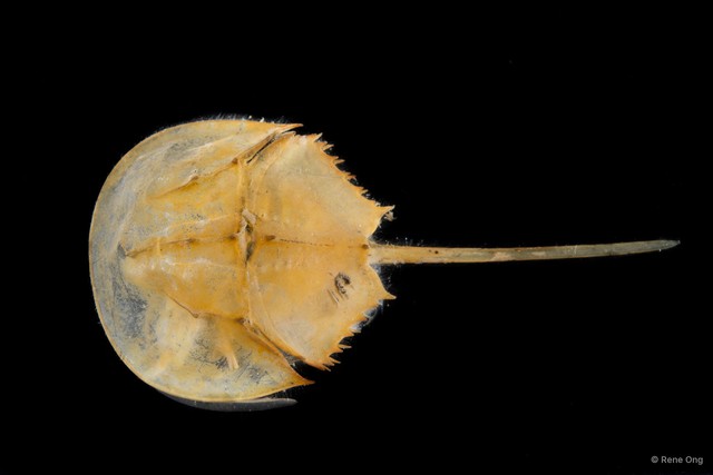 Limulidae sp. "987f3c34" • © Rene Ong • All Rights Reserved