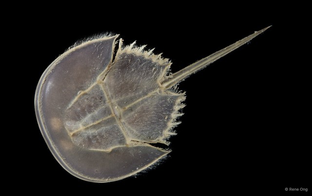 Limulidae sp. "987f3c37" • © Rene Ong • All Rights Reserved
