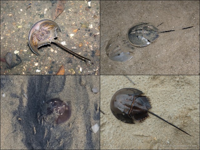 Carcinoscorpius rotundicauda