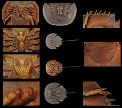 Carcinoscorpius rotundicauda