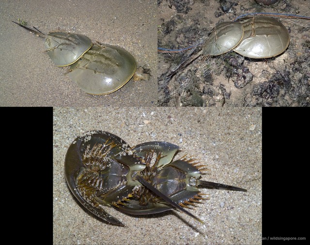 Tachypleus gigas
