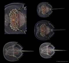 Tachypleus gigas • © CMBS photography team • All Rights Reserved