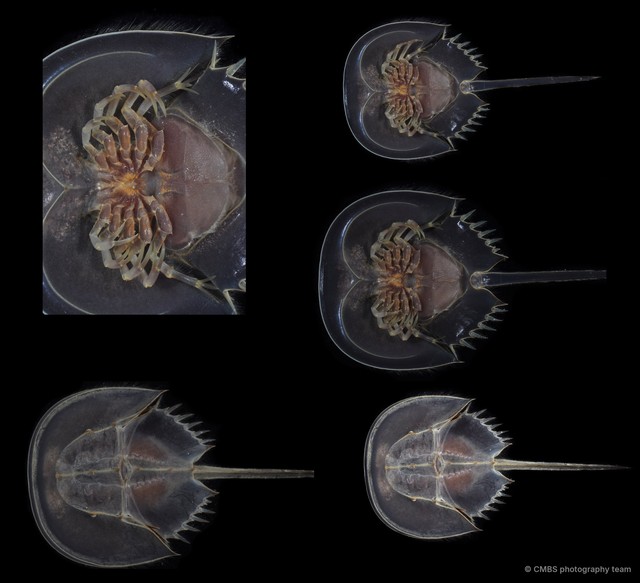 Tachypleus gigas • © CMBS photography team • All Rights Reserved