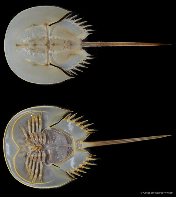 Tachypleus gigas