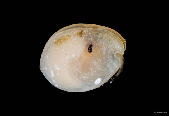 Ostracoda sp. "Ostracod 1" • © Rene Ong • All Rights Reserved