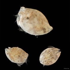 Ostracoda sp. "Ostracod 10"