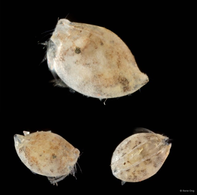 Ostracoda sp. "Ostracod 10" • © Rene Ong • All Rights Reserved