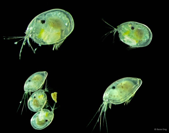 Ostracoda sp. "Ostracod 11" • © Rene Ong • All Rights Reserved