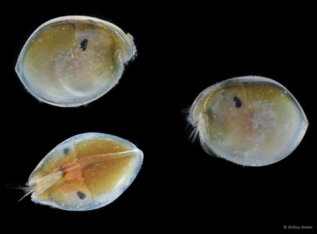 Ostracoda sp. "Ostracod 12" • © Arthur Anker • All Rights Reserved