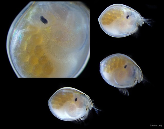 Ostracoda sp. "Ostracod 13" • © Rene Ong • All Rights Reserved