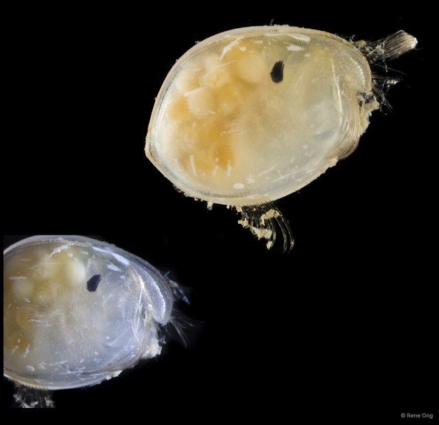 Ostracoda sp. "Ostracod 14" • © Rene Ong • All Rights Reserved