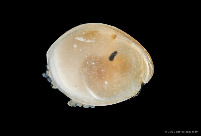 Ostracoda sp. "Ostracod 15" • © CMBS photography team • All Rights Reserved