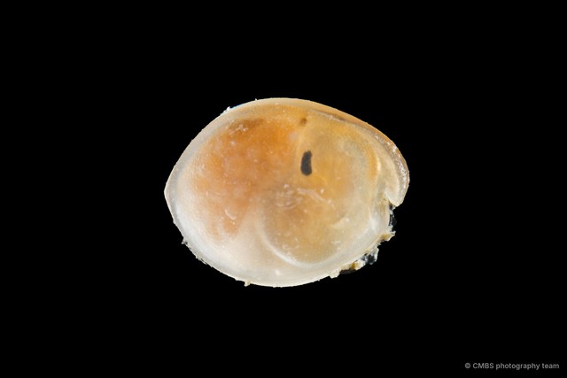 Ostracoda sp. "Ostracod 16" • © CMBS photography team • All Rights Reserved