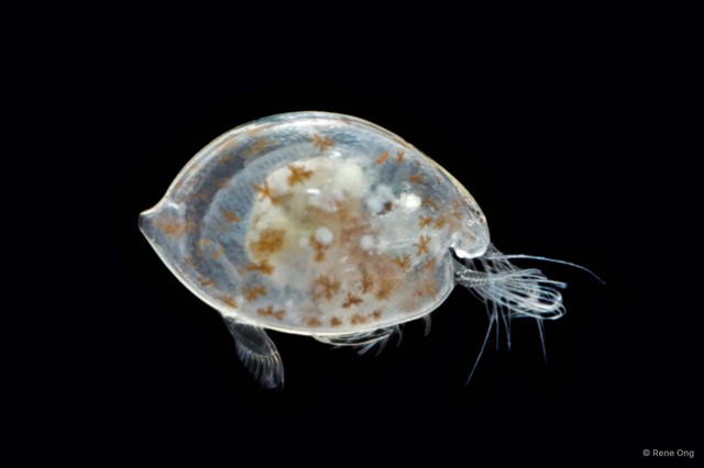 Ostracoda sp. "Ostracod 2" • © Rene Ong • All Rights Reserved