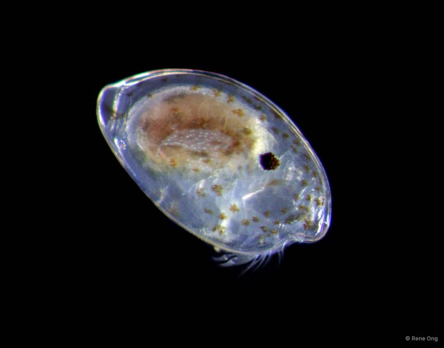Ostracoda sp. "Ostracod 3" • © Rene Ong • All Rights Reserved