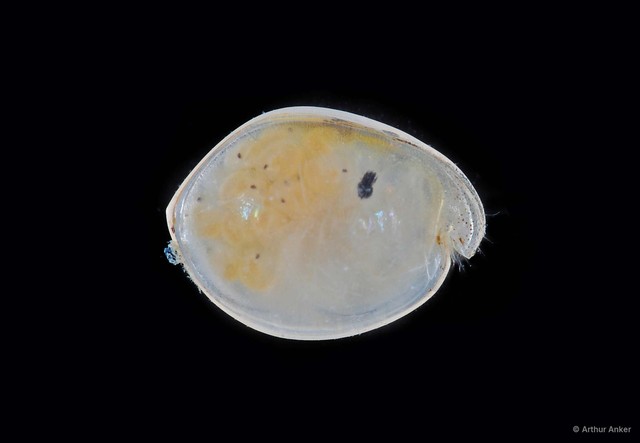 Ostracoda sp. "Ostracod 4" • © Arthur Anker • All Rights Reserved