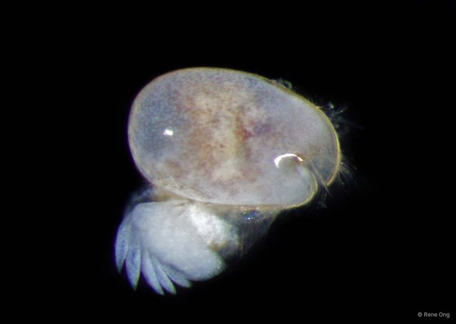 Ostracoda sp. "Ostracod 5" • © Rene Ong • All Rights Reserved
