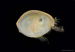 Ostracoda sp. "Ostracod 6" • © CMBS photography team • All Rights Reserved