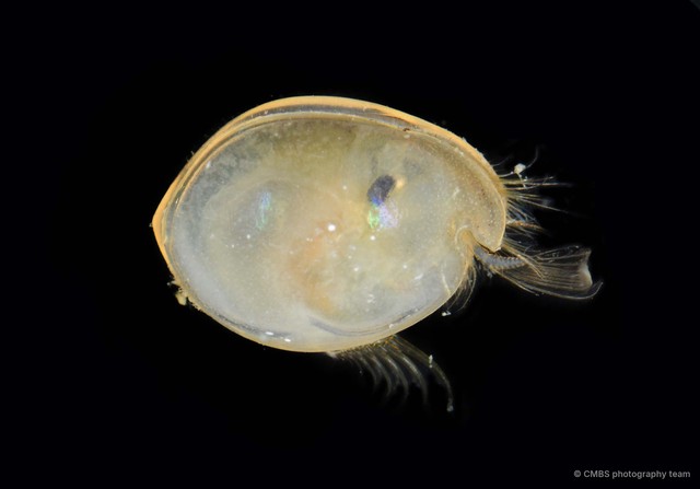 Ostracoda sp. "Ostracod 6" • © CMBS photography team • All Rights Reserved