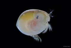 Ostracoda sp. "Ostracod 6" • © Arthur Anker • All Rights Reserved