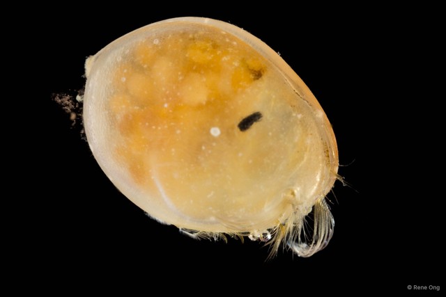 Ostracoda sp. "Ostracod 7" • © Rene Ong • All Rights Reserved