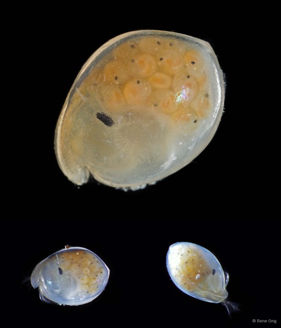 Ostracoda sp. "Ostracod 8" • © Rene Ong • All Rights Reserved