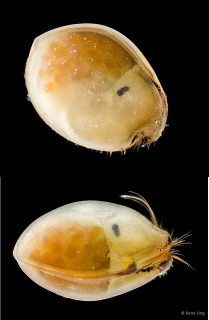 Ostracoda sp. "Ostracod 9" • © Rene Ong • All Rights Reserved
