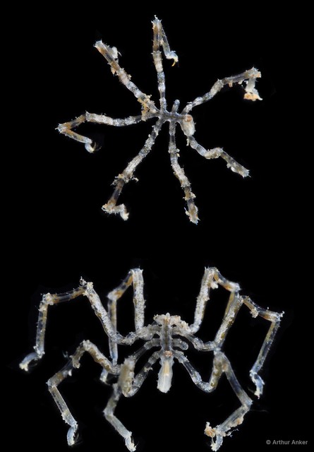 Pycnogonida sp. "10" • © Arthur Anker • All Rights Reserved