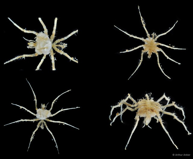 Pycnogonida sp. "11" • © Arthur Anker • All Rights Reserved