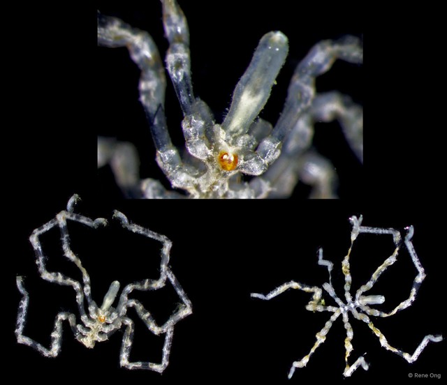 Pycnogonida sp. "14" • © Rene Ong • All Rights Reserved