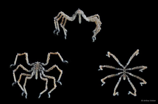 Pycnogonida sp. "15" • © Arthur Anker • All Rights Reserved