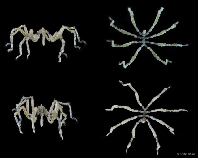 Pycnogonida sp. "16" • © Arthur Anker • All Rights Reserved