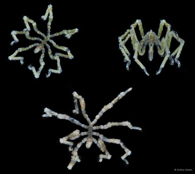 Pycnogonida sp. "17" • © Arthur Anker • All Rights Reserved