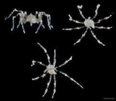 Pycnogonida sp. "18"