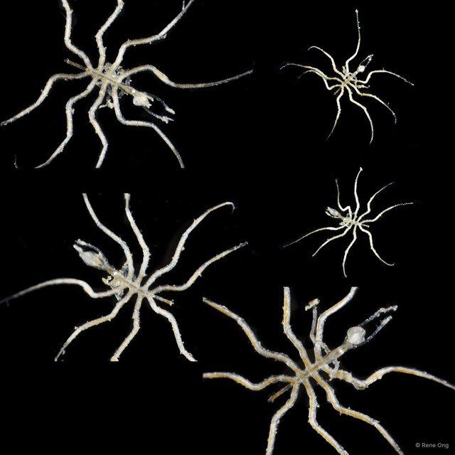 Pycnogonida sp. "19" • © Rene Ong • All Rights Reserved