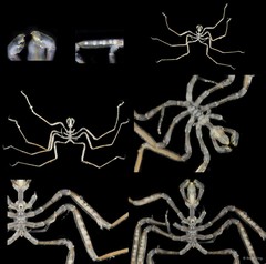 Pycnogonida sp. "4"