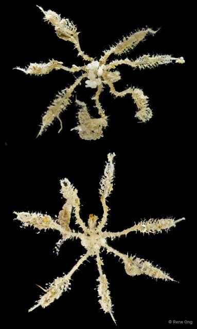 Pycnogonida sp. "6" • © Rene Ong • All Rights Reserved