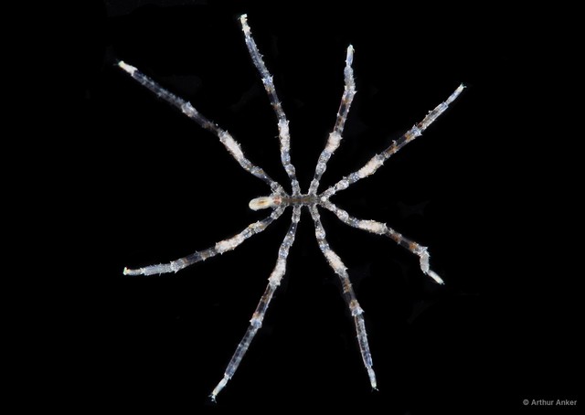 Pycnogonida sp. "9" • © Arthur Anker • All Rights Reserved