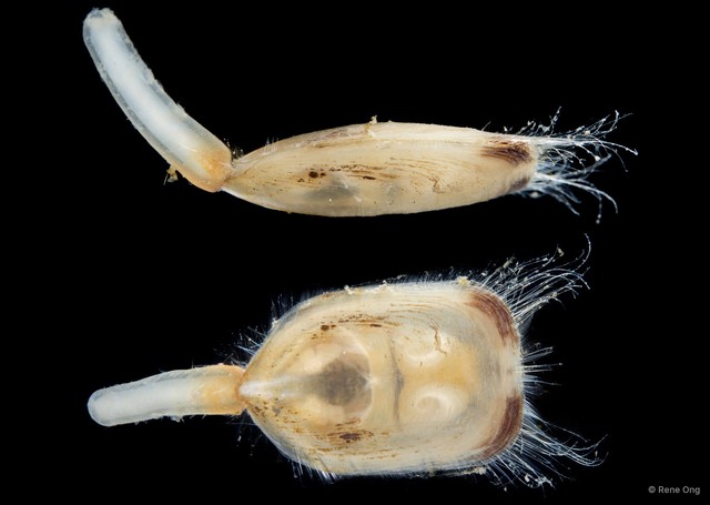 Lingulata sp. "Brachiopod 1" • © Rene Ong • All Rights Reserved