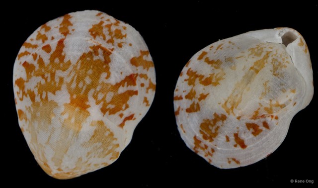 Lingulata sp. "Brachiopod 4413DR1-002" • © Rene Ong • All Rights Reserved