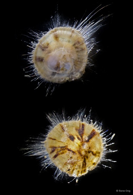 Discinisca sp. "1" • © Rene Ong • All Rights Reserved