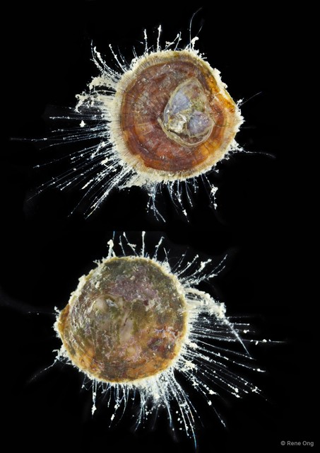 Discinisca sp. "2" • © Rene Ong • All Rights Reserved