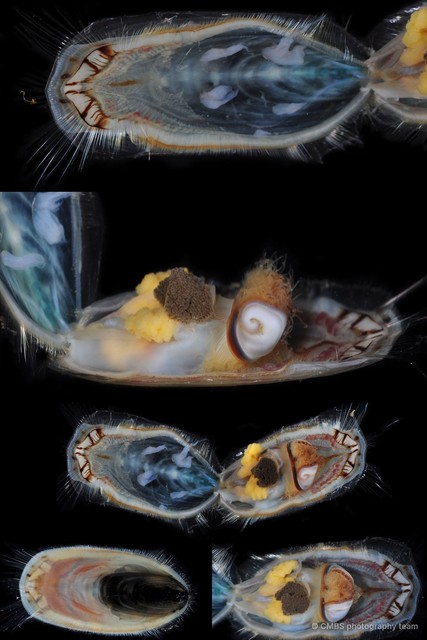 Lingula sp. "e90468f7" • © CMBS photography team • All Rights Reserved