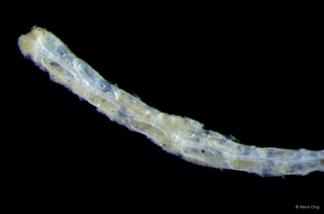 Bryozoa sp. "1" • © Rene Ong • All Rights Reserved