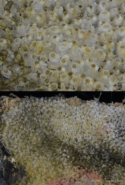 Bryozoa sp. "10" • © CMBS photography team • All Rights Reserved