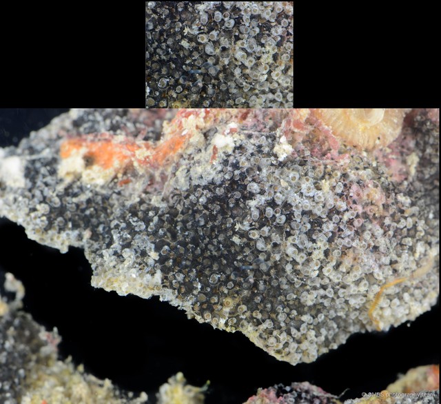 Bryozoa sp. "11" • © CMBS photography team • All Rights Reserved