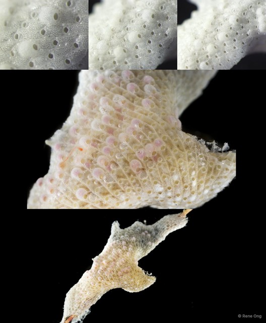 Bryozoa sp. "12" • © Rene Ong • All Rights Reserved