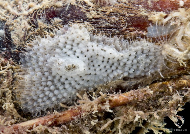 Bryozoa sp. "13" • © Rene Ong • All Rights Reserved