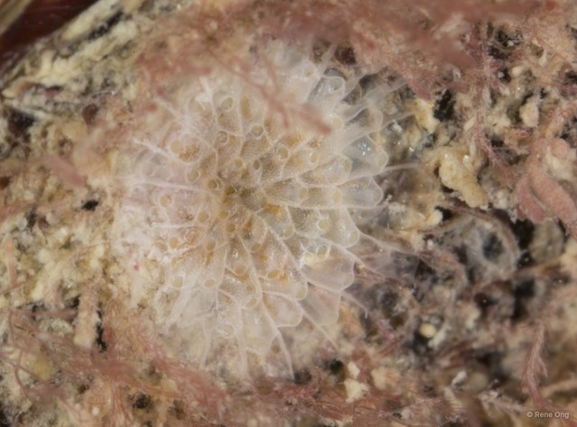 Bryozoa sp. "14" • © Rene Ong • All Rights Reserved